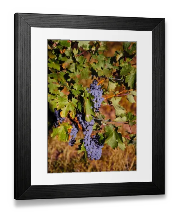 Framed Print : USA, Northwest, Eastern Washington, Walla Walla, vineyard