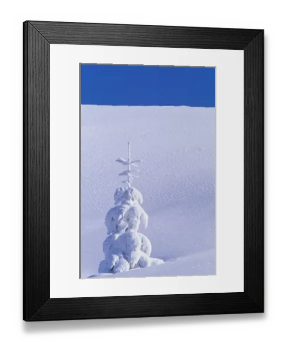 Framed Print : USA, Washington, Mount St. Helens National Park. Snow covered tree Framed Print : USA, Washington, Mount St. Helens National Park. Snow covered tree