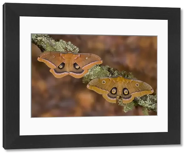 Sammamish, Washington pair of silk moths Antheraea polyphemus from North America