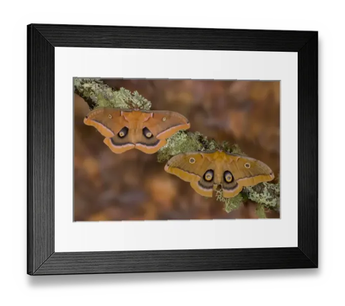 Framed Print : Sammamish, Washington pair of silk moths Antheraea polyphemus from North America Framed Print : Sammamish, Washington pair of silk moths Antheraea polyphemus from North America