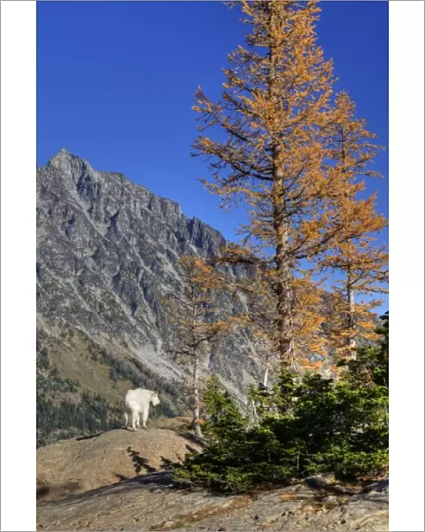 WA, Alpine Lakes Wilderness, Mt. Stuart with golden larch tree and mountain goat