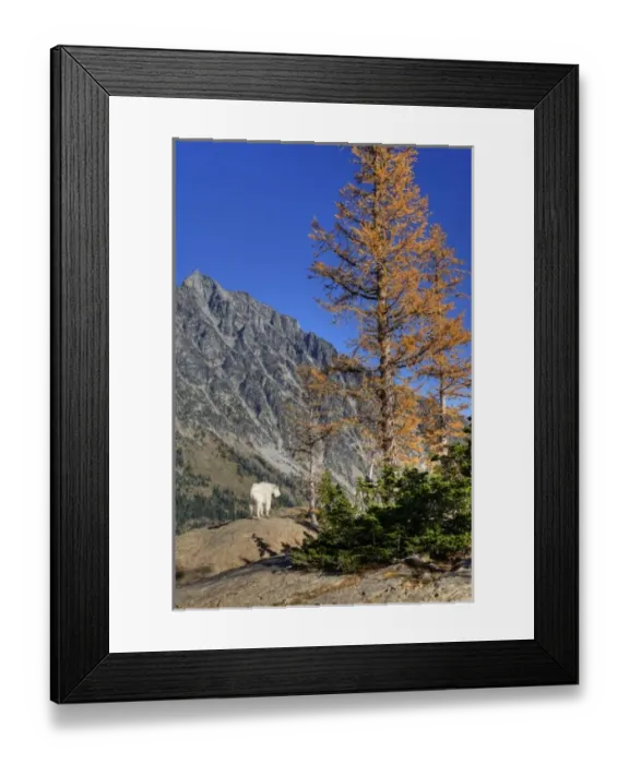 Framed Print : WA, Alpine Lakes Wilderness, Mt. Stuart with golden larch tree and mountain goat