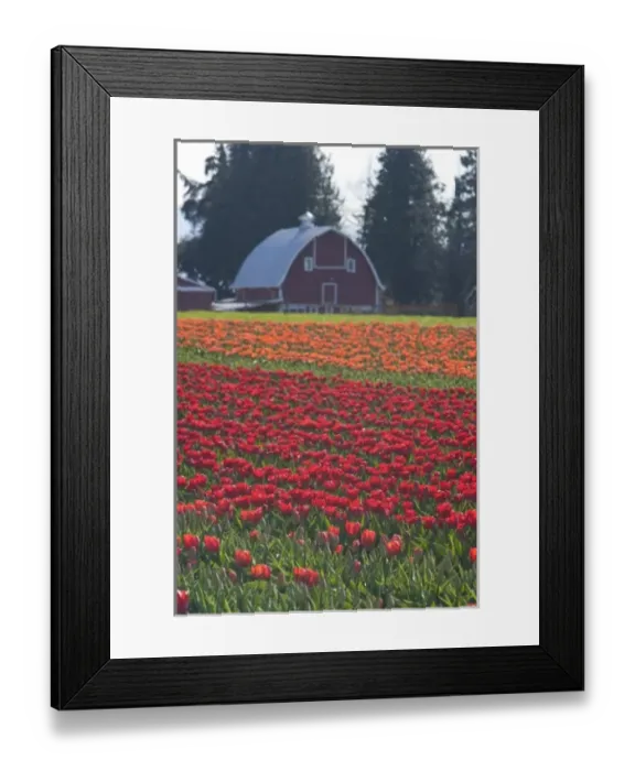 Framed Print : USA, Washington State, La Conner. (PR) Barn, Skagit Valley Tulip Fields Framed Print : USA, Washington State, La Conner. (PR) Barn, Skagit Valley Tulip Fields
