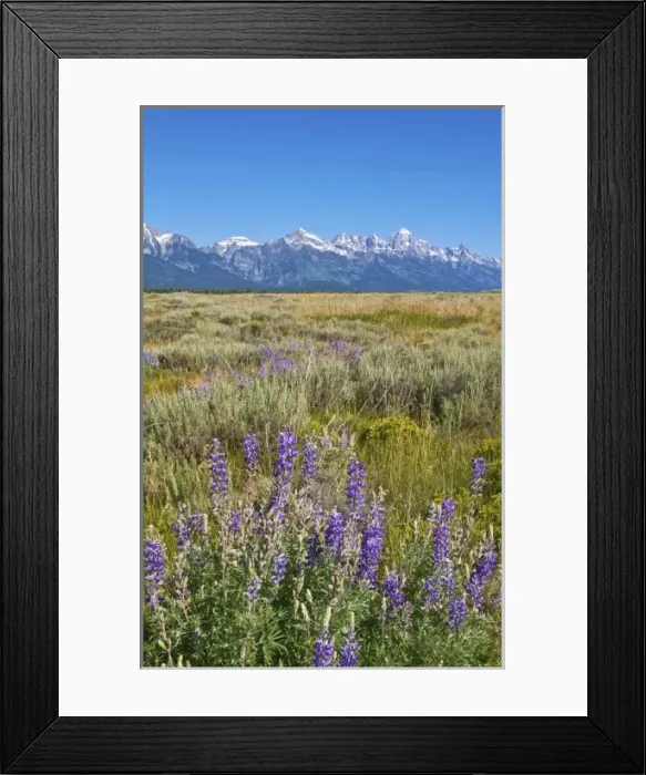 Framed Print : Jackson Hole Wyoming with the beautiful Grand Tetons mountain range and fields with Framed Print : Jackson Hole Wyoming with the beautiful Grand Tetons mountain range and fields with