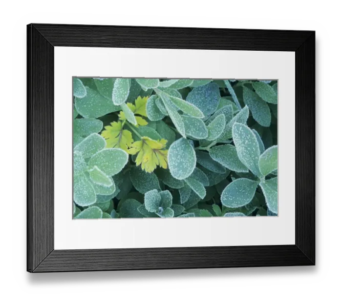 Framed Print : WA, Mt. Rainier National Park, Huckleberry leaves with frost Framed Print : WA, Mt. Rainier National Park, Huckleberry leaves with frost