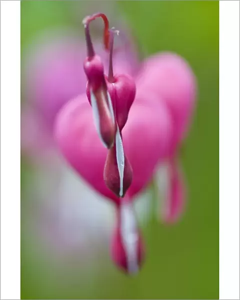 Dramatic color and shape of bleeding heart flowers