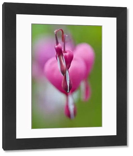 Dramatic color and shape of bleeding heart flowers