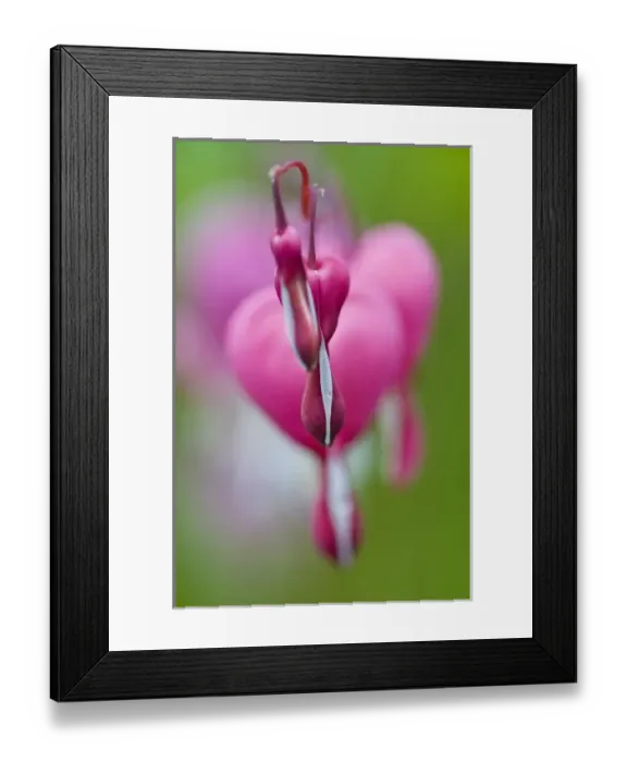 Framed Print : Dramatic color and shape of bleeding heart flowers