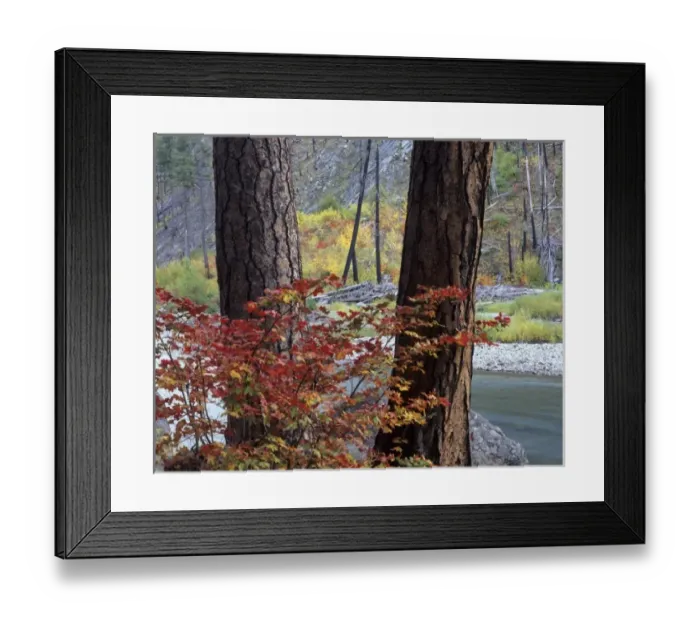 Framed Print : WA, Wenatchee NF, Tumwater Canyon, ponderosa pines and Wenatchee River