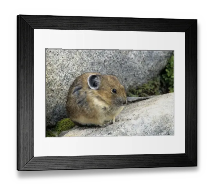 Framed Print : USA, North America, Washington Framed Print : USA, North America, Washington
