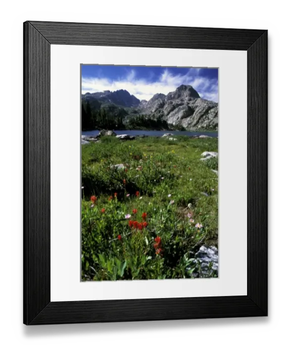 Framed Print : North America, USA, Wyoming, Jim Bridger Wilderness. Wild flowers in the Wind River Framed Print : North America, USA, Wyoming, Jim Bridger Wilderness. Wild flowers in the Wind River