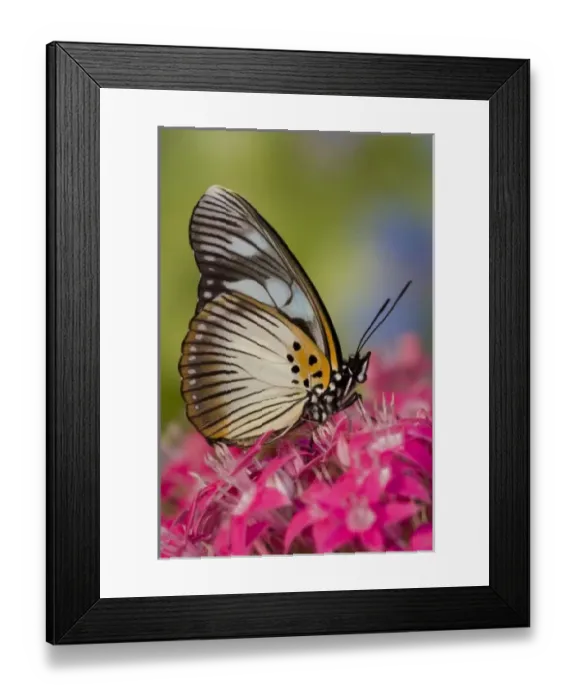 Framed Print : Sammamish, Washington Tropical Butterfly Photograph of African Species Pseudacraea Framed Print : Sammamish, Washington Tropical Butterfly Photograph of African Species Pseudacraea