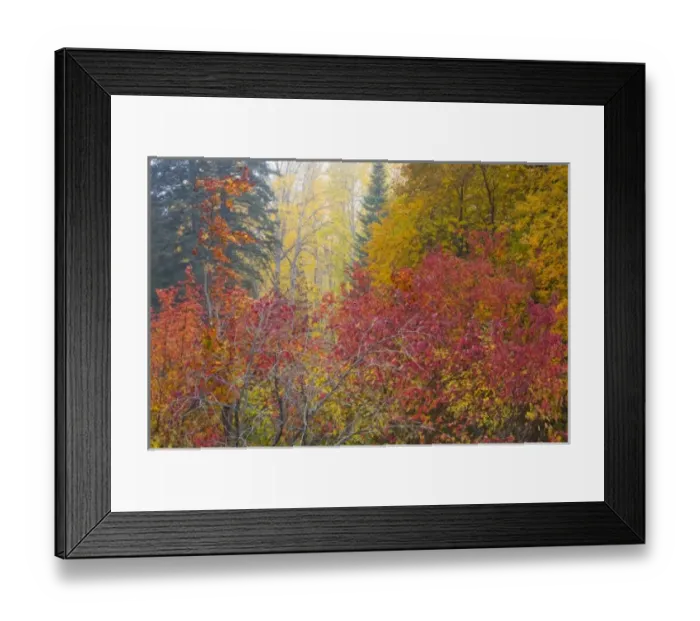 Framed Print : WA, Wenatchee National Forest, colorful autumn foliage