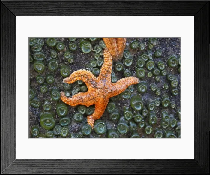Framed Print : USA, Washington, Olympic National Park, Beach 4, Tidepool scene; Ochre Sea Stars