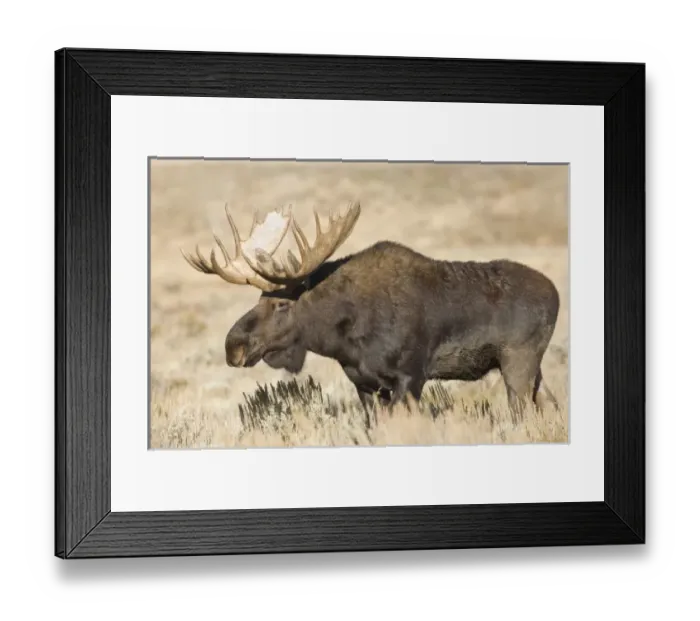 Framed Print : USA, North America, Wyoming