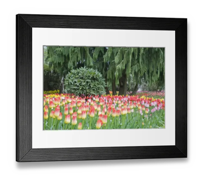Framed Print : WA, Skagit Valley, Roozengaarde Tulip Garden, Colorful tulip scene Framed Print : WA, Skagit Valley, Roozengaarde Tulip Garden, Colorful tulip scene