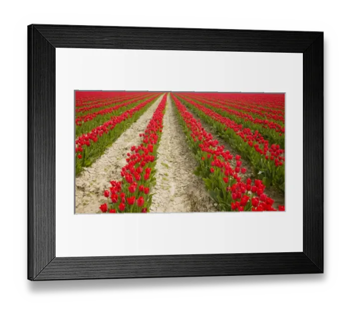 Framed Print : WA, Skagit Valley, Tulip Field in full bloom