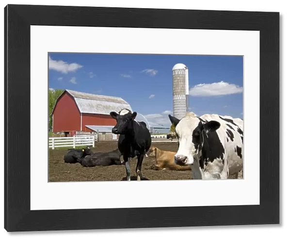 Cows in front of a red barn and silo on a farm north of Arcadia, Wisconsin, USA