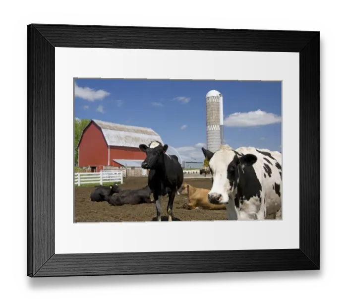 Framed Print : Cows in front of a red barn and silo on a farm north of Arcadia, Wisconsin, USA Framed Print : Cows in front of a red barn and silo on a farm north of Arcadia, Wisconsin, USA