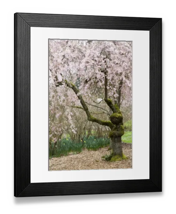 Framed Print : USA, North America, Washington