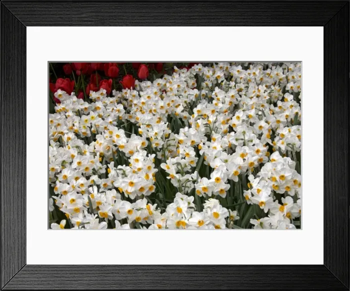Framed Print : USA, North America, Washington