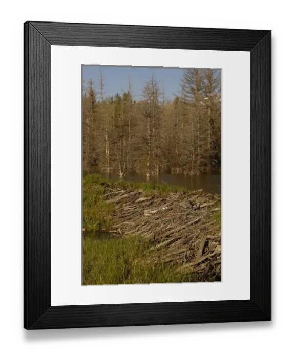 Framed Print : Part of a stick-and-mud dam across a stream with conical house indicates a beaver Framed Print : Part of a stick-and-mud dam across a stream with conical house indicates a beaver