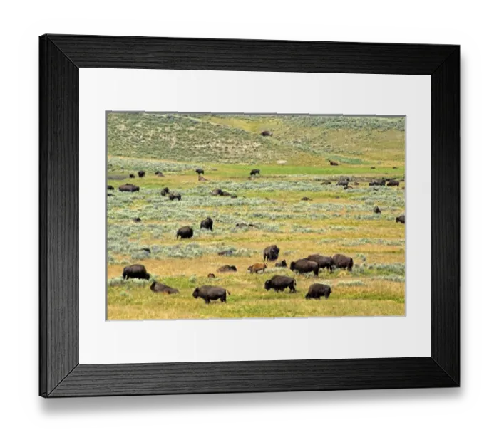 Framed Print : USA, North America, Wyoming Framed Print : USA, North America, Wyoming