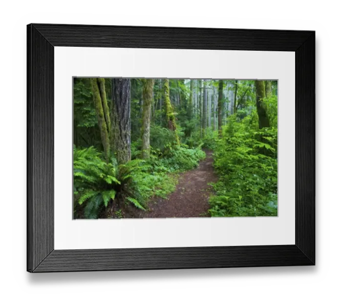 Framed Print : County Park on Bainbridge Island, Northwestern Washington Framed Print : County Park on Bainbridge Island, Northwestern Washington
