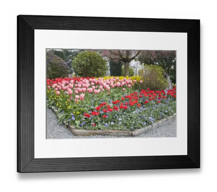 Framed Print : WA, Skagit Valley, Roozengaarde Tulip Garden Framed Print : WA, Skagit Valley, Roozengaarde Tulip Garden
