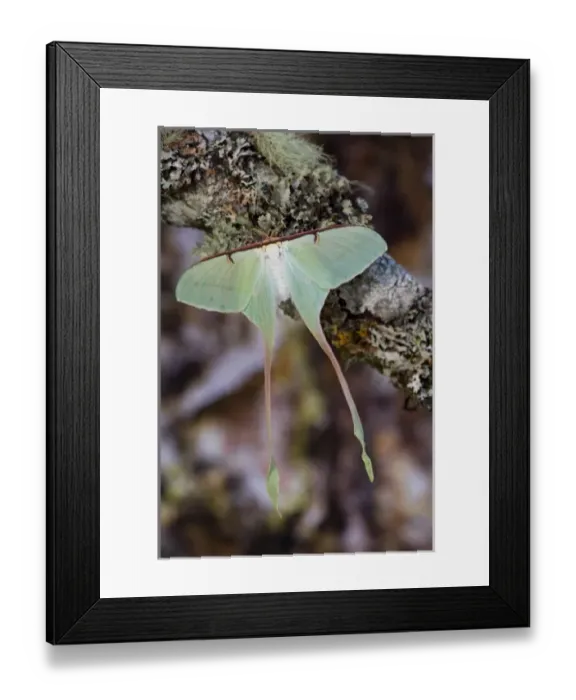 Framed Print : USA, North America, Washington Framed Print : USA, North America, Washington