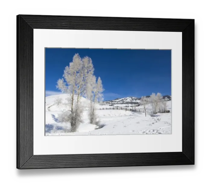 Framed Print : USA, WY, Yellowstone NP, Lamar Valley, Hoarfrost on Cottonwood Trees Framed Print : USA, WY, Yellowstone NP, Lamar Valley, Hoarfrost on Cottonwood Trees