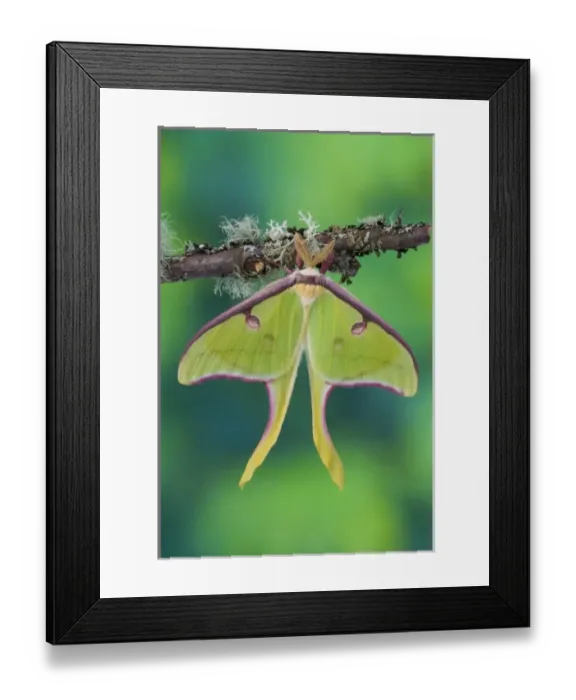 Framed Print : Male Luna Silk Moth of North American photographed Sammamish, Washington Framed Print : Male Luna Silk Moth of North American photographed Sammamish, Washington