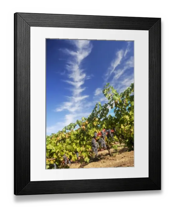 Framed Print : USA, California, Apple Hills Vineyard Framed Print : USA, California, Apple Hills Vineyard
