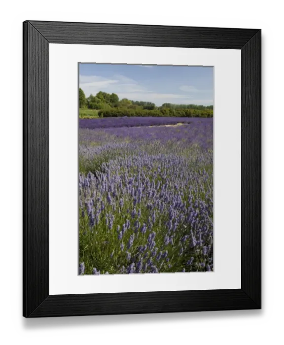 Framed Print : USA, Washington, Sequim, Lavender Festival, Jardin Du Soleil Lavender Framed Print : USA, Washington, Sequim, Lavender Festival, Jardin Du Soleil Lavender