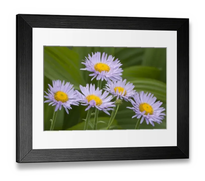 Framed Print : USA, North America, Washington Framed Print : USA, North America, Washington