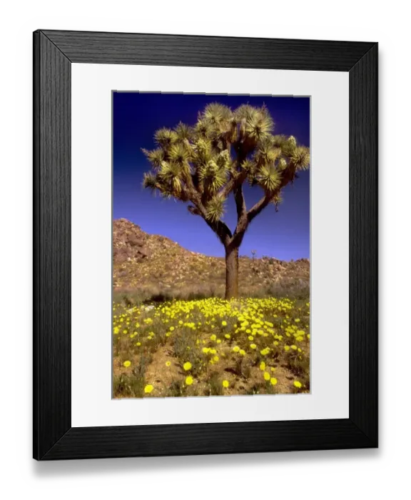 Framed Print : USA, California, Joshua Tree National Park Framed Print : USA, California, Joshua Tree National Park