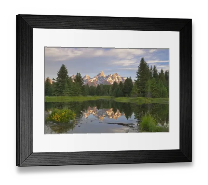 Framed Print : Teton Mountain reflect in backwater of Snake River at Scwabacher Landing in Grand Framed Print : Teton Mountain reflect in backwater of Snake River at Scwabacher Landing in Grand