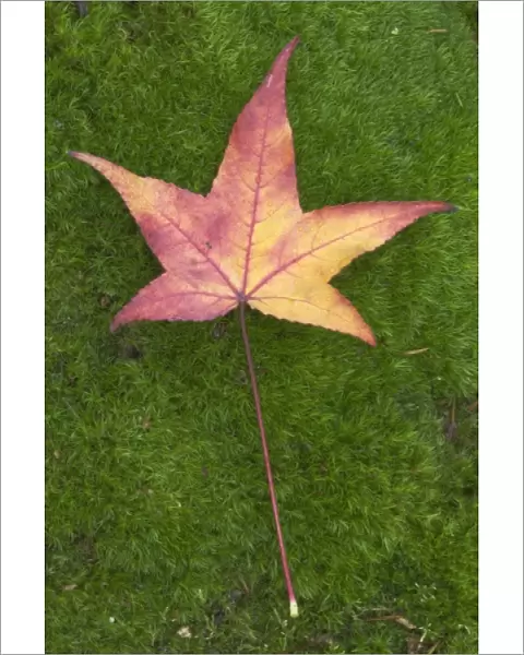 USA, WA, Sweet Gum Leaf on Moss, WA, USA