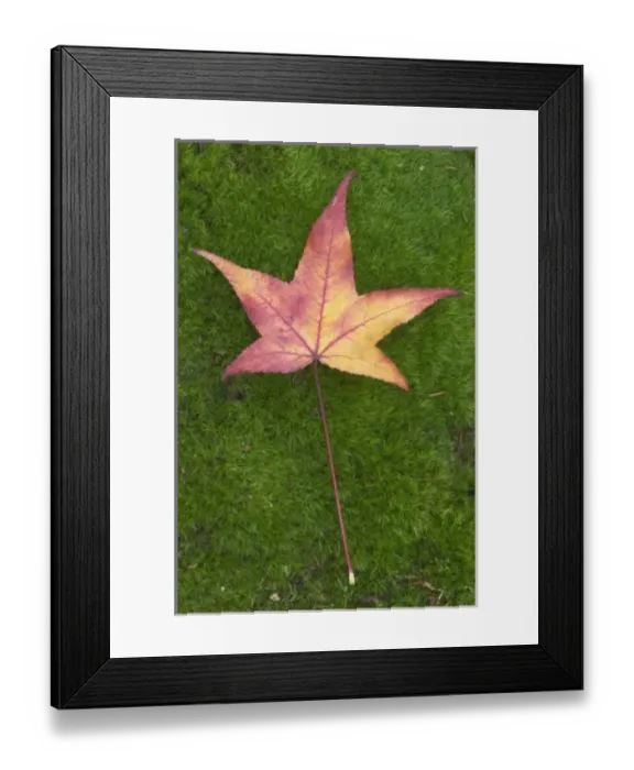 Framed Print : USA, WA, Sweet Gum Leaf on Moss, WA, USA Framed Print : USA, WA, Sweet Gum Leaf on Moss, WA, USA