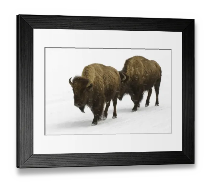 Framed Print : USA, WY, Yellowstone NP, American Bison