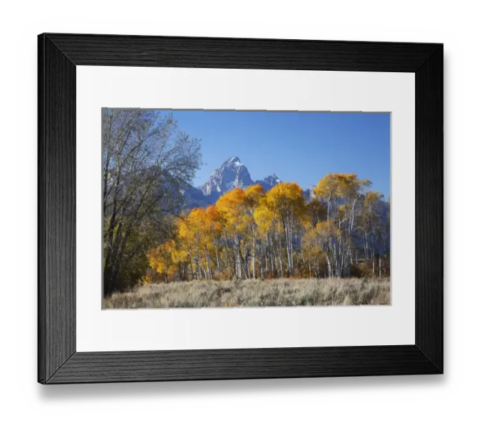 Framed Print : WY, Grand Teton NP, aspen trees with the Teton mountain range Framed Print : WY, Grand Teton NP, aspen trees with the Teton mountain range