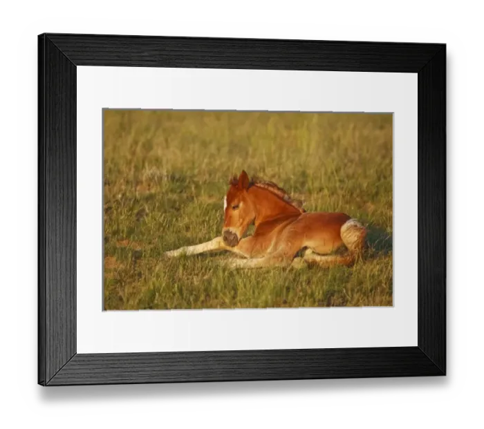 Framed Print : Feral Horse (Equus caballus) colt resting in the high, sagebrush country east of Cody Framed Print : Feral Horse (Equus caballus) colt resting in the high, sagebrush country east of Cody