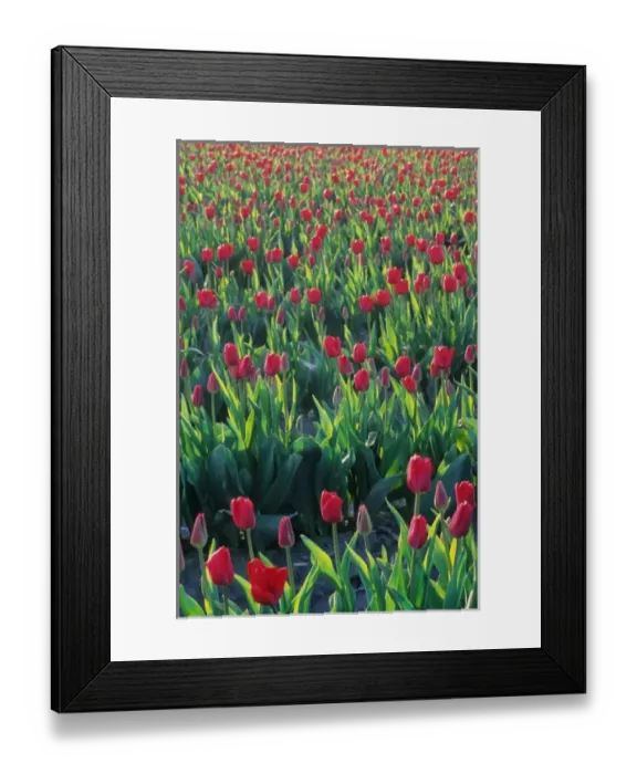Framed Print : USA, Washington, Skagit Valley. Tulip fields
