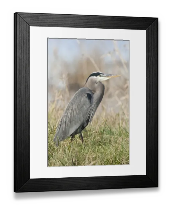 Framed Print : USA, North America, Washington Framed Print : USA, North America, Washington