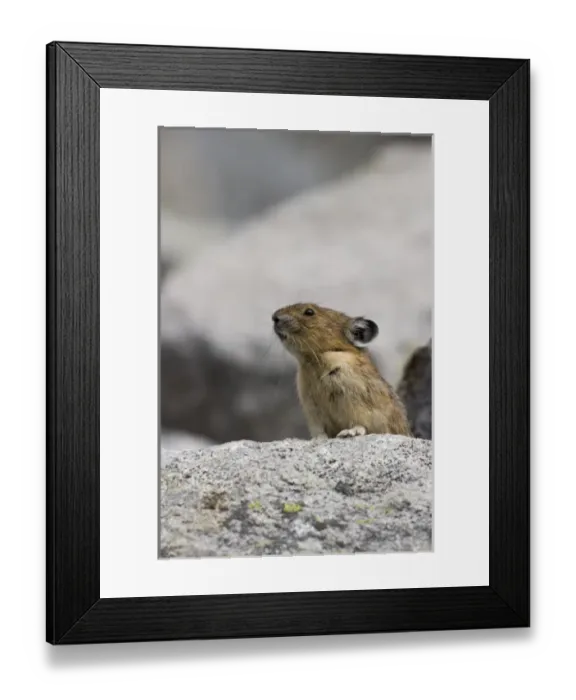 Framed Print : USA, North America, Washington Framed Print : USA, North America, Washington