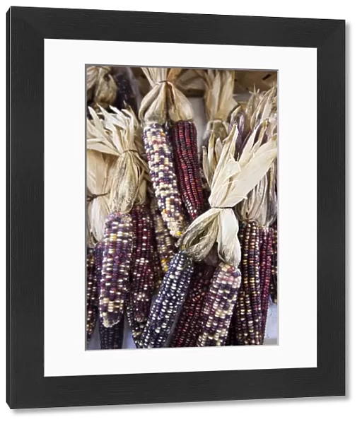 USA, West Virginia, Charleston. Capitol Market, Indian corn, autumn