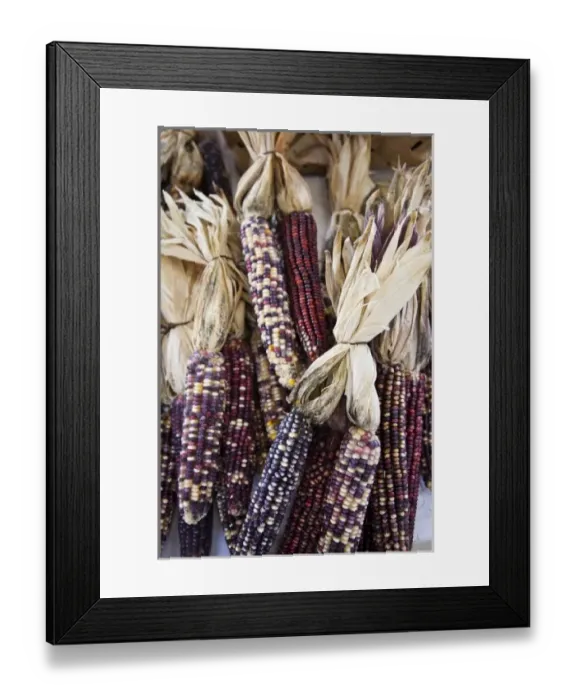 Framed Print : USA, West Virginia, Charleston. Capitol Market, Indian corn, autumn Framed Print : USA, West Virginia, Charleston. Capitol Market, Indian corn, autumn