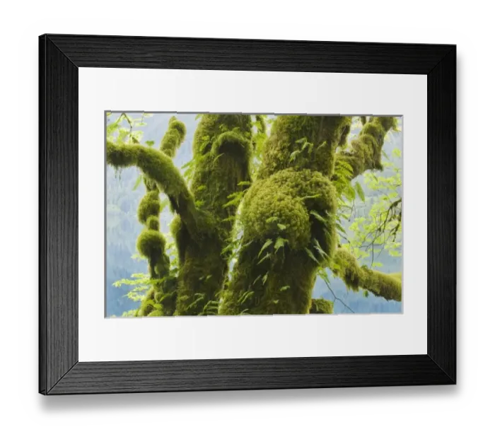 Framed Print : USA, North America, Washington