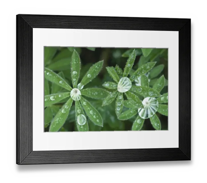 Framed Print : USA, WA, Olympic NP, Raindrops on Lupine Leaves