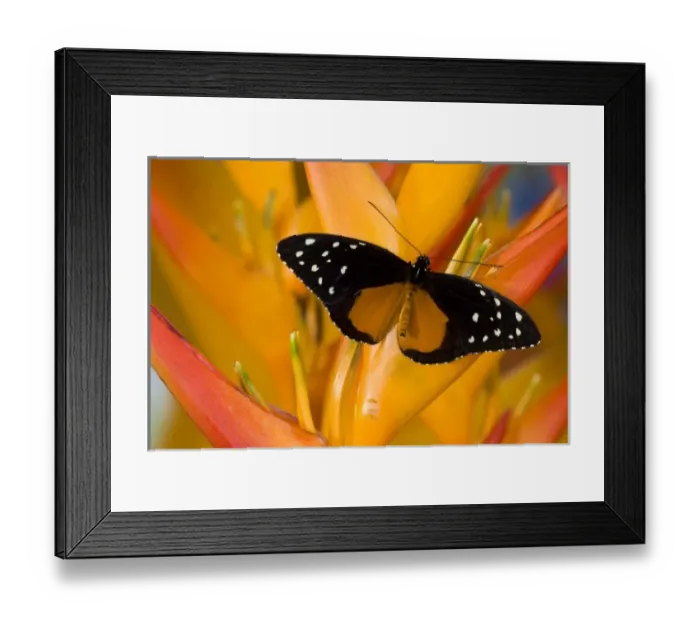 Framed Print : Sammamish, Washington Tropical Butterfly Photograph of Tithorea tarricina the Spotted